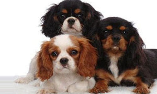 Pups - Puppywereld Erkende hondenkennel - Pups kopen